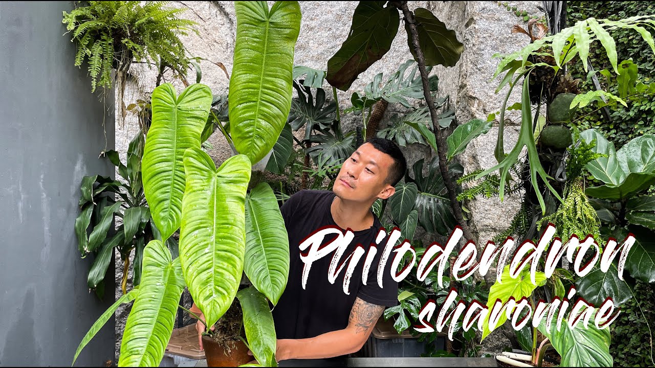 Philodendron sharoniae care and propagation (with updates)