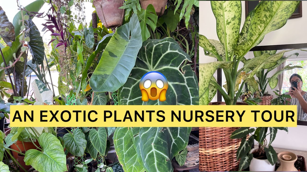 A-Z Exotic plants, I visited my north East sister Pricilla’s exotic Plants collection in her balcony