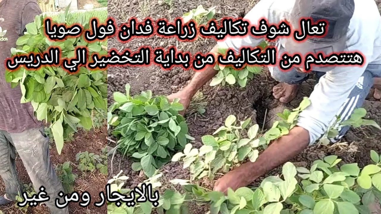 هتتصدم من تكاليف زراعة فدان فول صويا تعال شوف التكاليف والحسبه لكل شي من التخضير الي الدريس