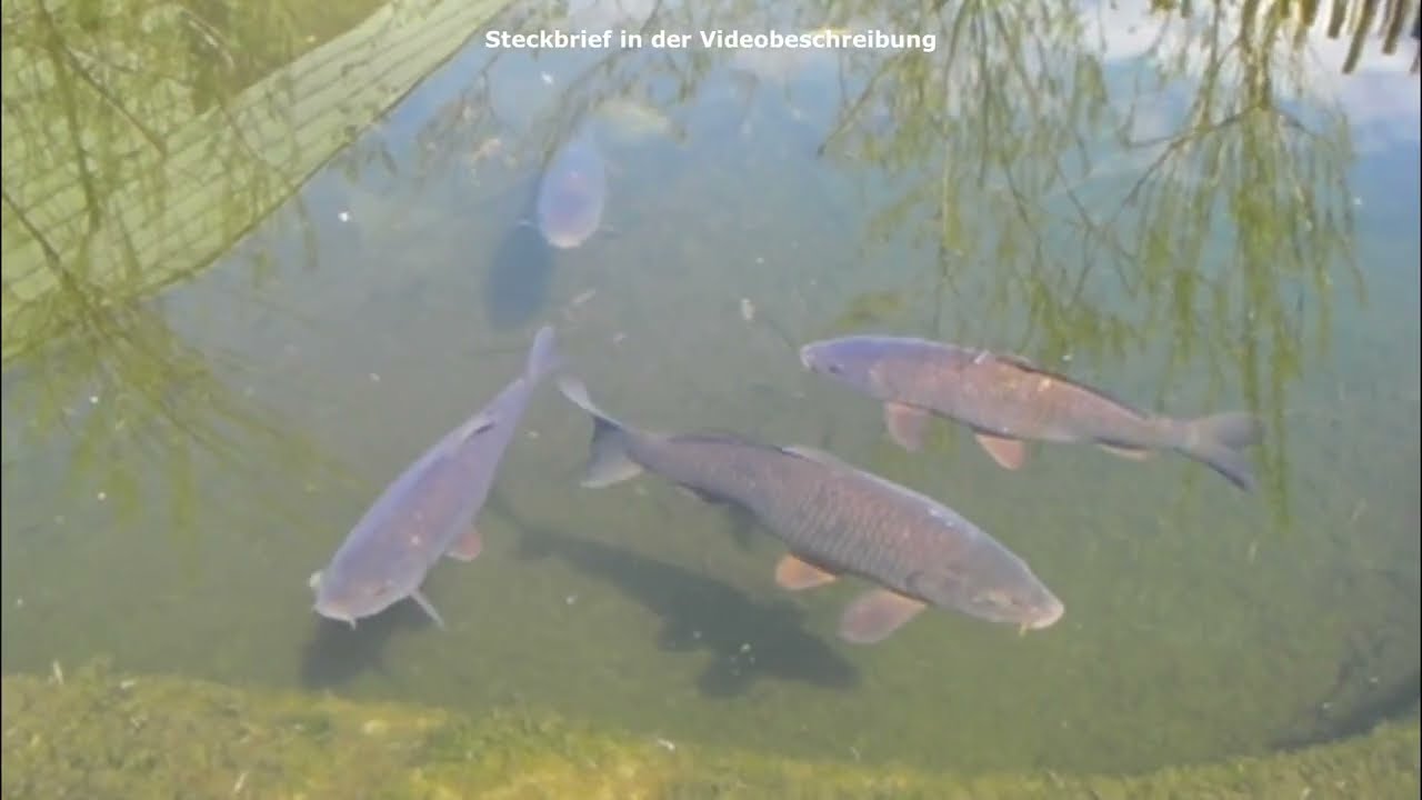 Karpfen (Cyprinus carpio)