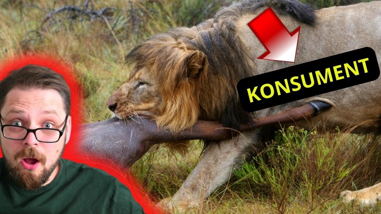 Zależności pokarmowe Łańcuch pokarmowy Sieć troficzna Producenci Konsumenci Destruenci - Ekologia