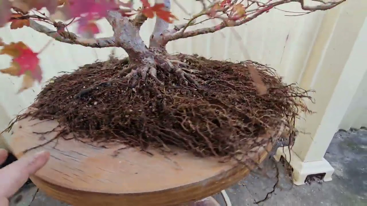 Japanese Maple Acer Palmatum twin trunk bonsai - repotting with new front