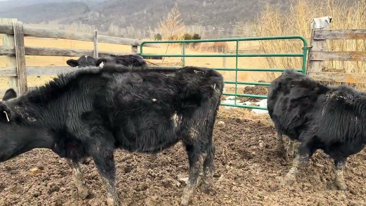 Bensenhaver cattle 3