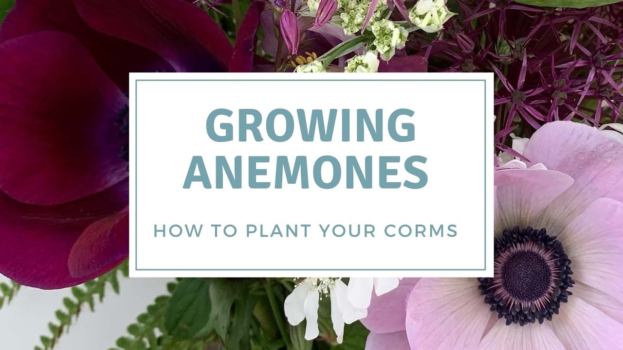 How To Plant Anemone Corms / Grow Anemones For Cut Flowers