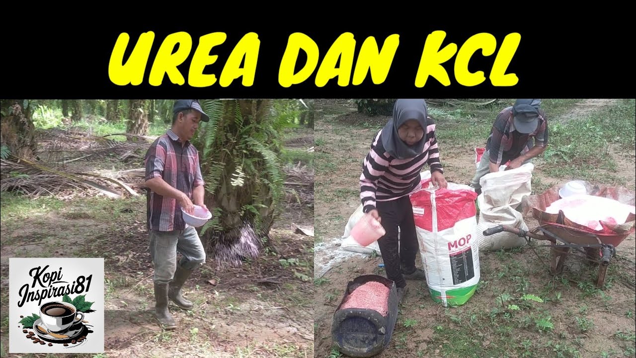 Saatnya pemupukan sawit menggunakan UREA dan KCL