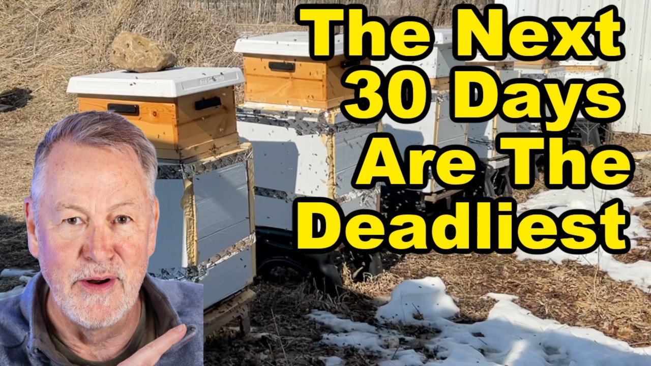 Beekeeping | Why Colonies Die When Winter Is Almost Over