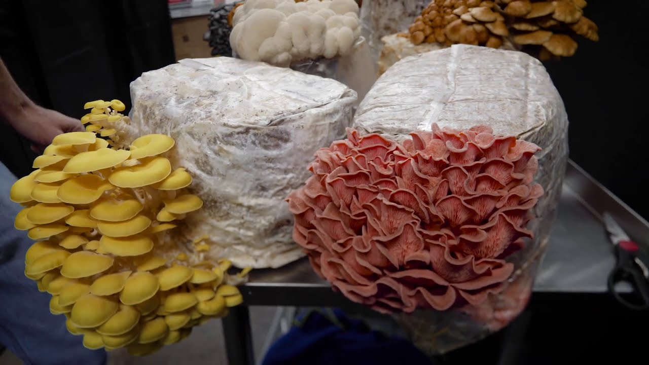 Inside Our Exotic Mushroom Grow Room | Lion’s Mane, Chestnut, Pioppino & More | Southwest Mushrooms