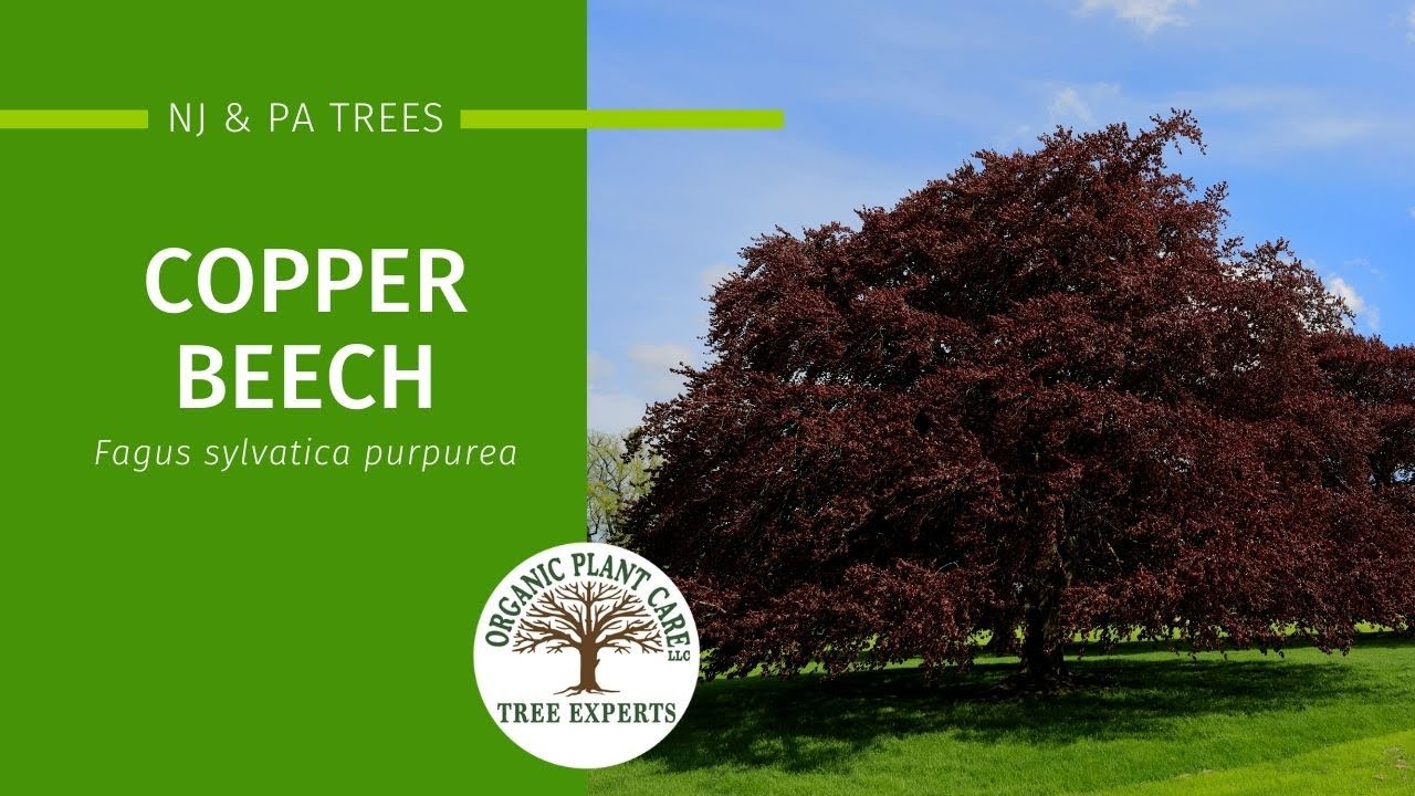 Copper Beach: Description, Growing Conditions, Pests & More | Organic Plant Care LLC