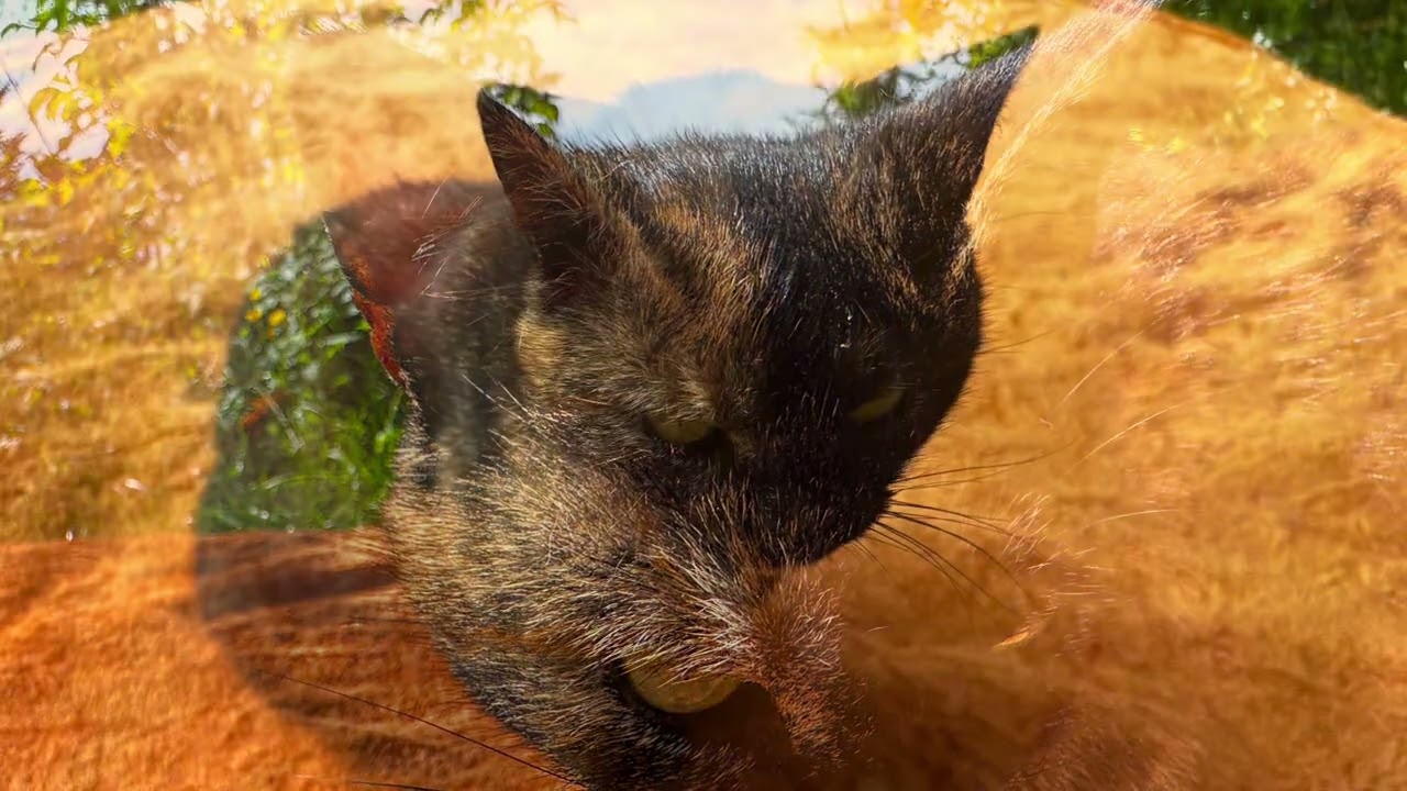 Mäu Mäu The Magic Cat „The Best Of Edition“