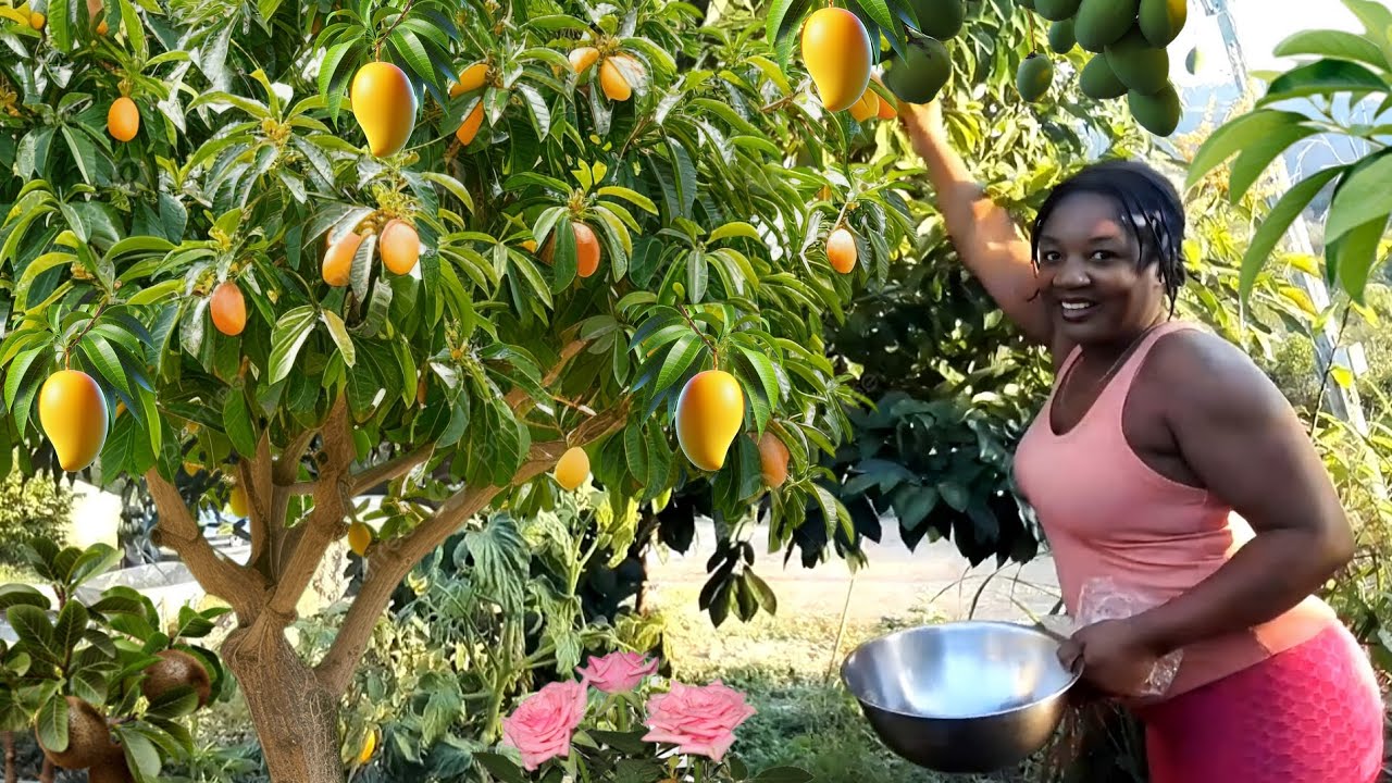 The SWEETEST Common Mango Ever! Huge Harvest of Mangoes 🥭