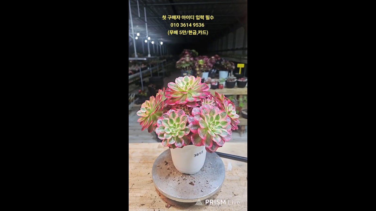 3월 2일  에오니움 경매중