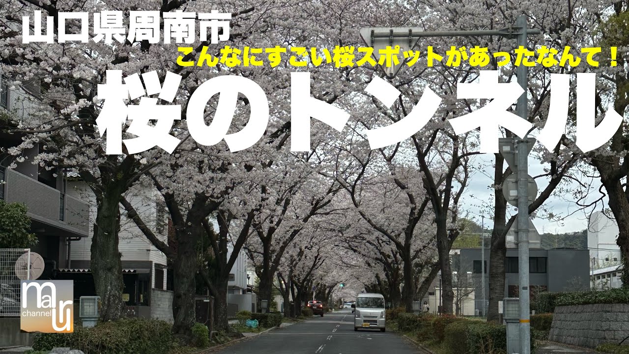 山口県周南市にこんなにすごい桜のトンネルあるなんて知らなかった！