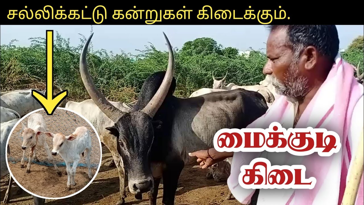 மைக்குடி கிடை மதுரை / ஜல்லிக்கட்டு கன்றுகள் கிடைக்கும் Farmers Bullet / Uzhavan Madurai / Jallikattu
