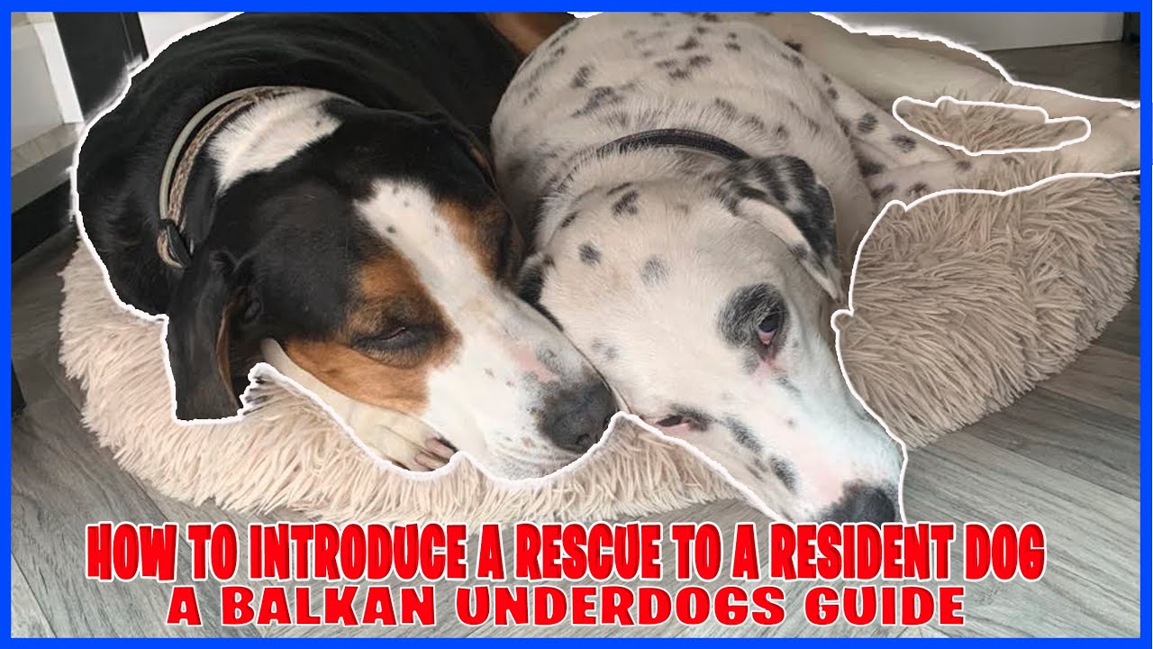 How to introduce a Rescue Dog to a Resident Dog