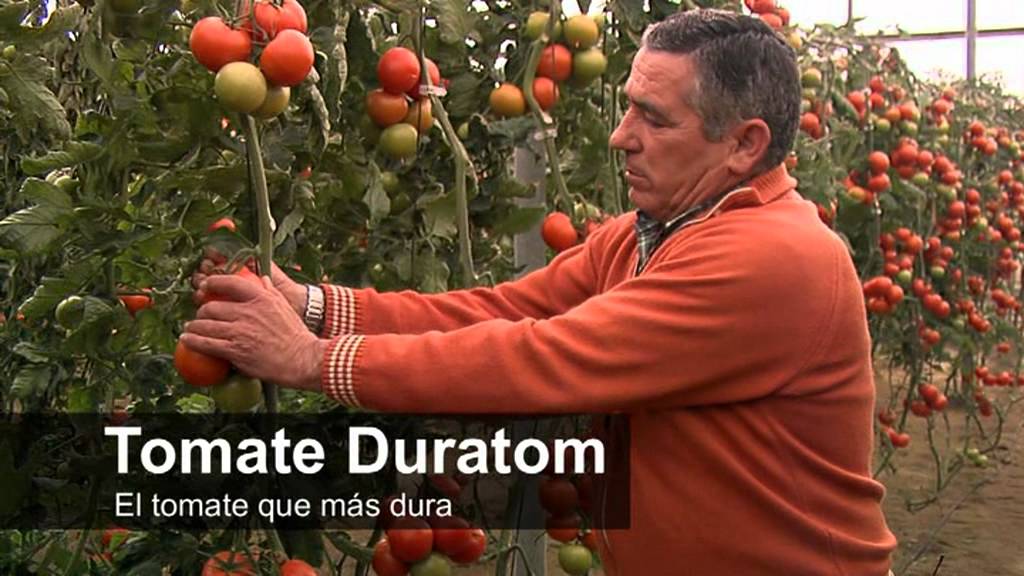 Tomate DURATOM, el tomate que más dura