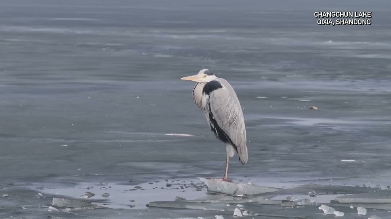 Record year for migratory birds at Changchun Lake in eastern China's Shandong Province