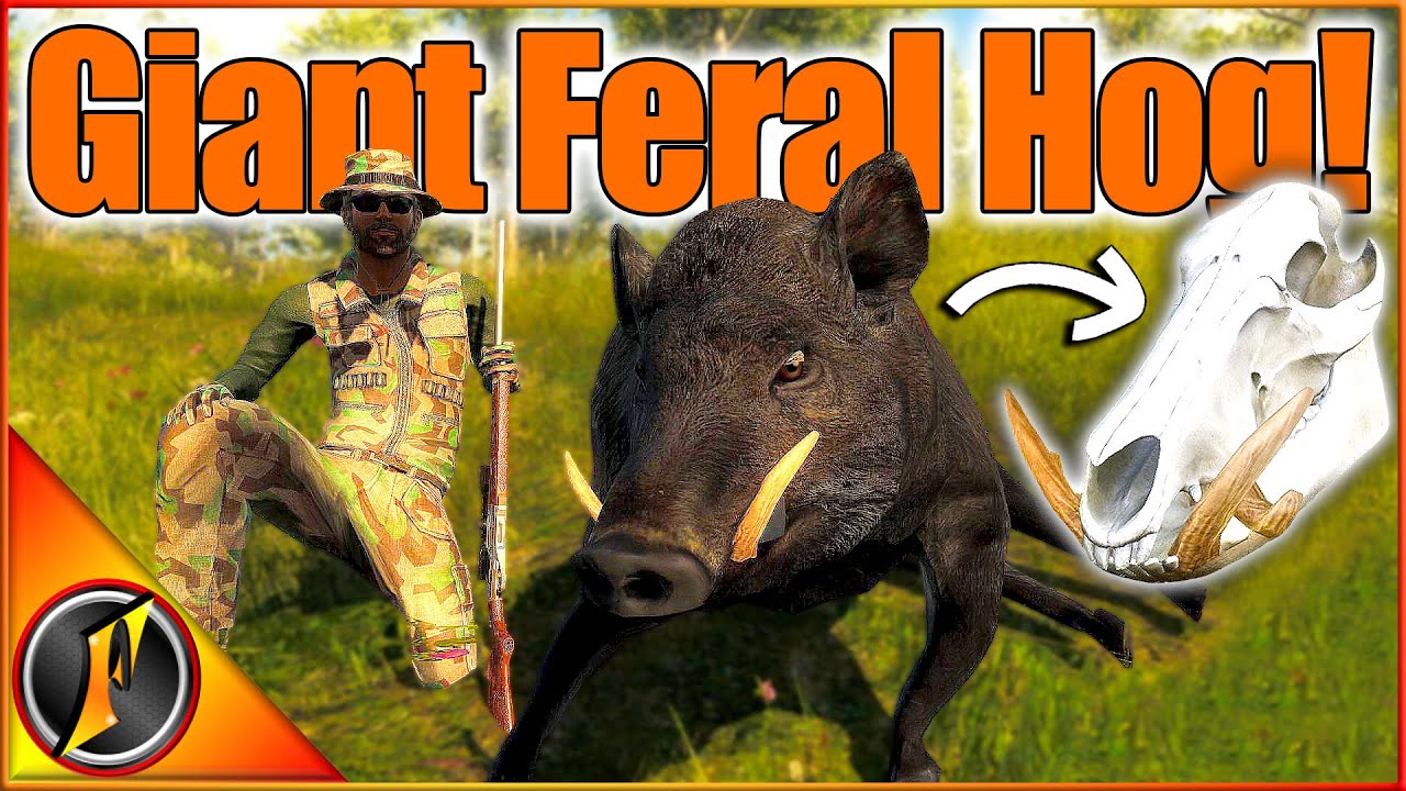 ГИГАНТСКИЙ череп дикого кабана для нашего Trophy Lodge! | theHunter Classic