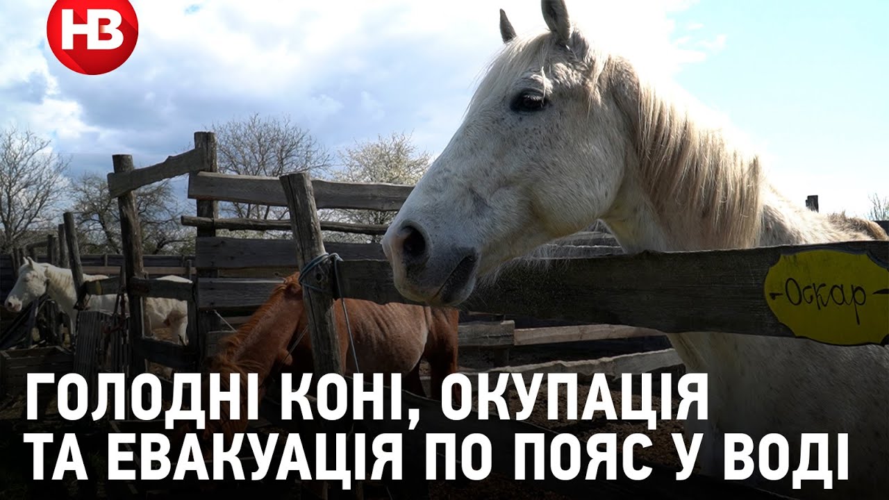 Голодні коні, окупація та евакуація по пояс у воді - історія ранчо під Києвом