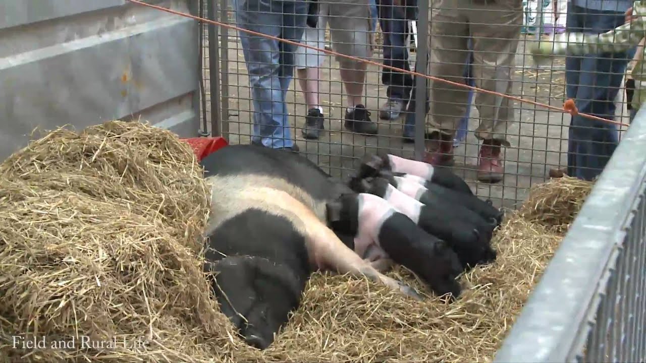Pigs at the Royal Bath & West Show