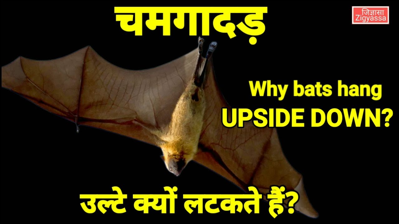 चमगादड़ उल्टे क्यों लटकते हैं? Why bats hang themselves upside down?