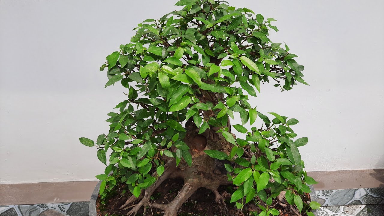 Cách tạo răm chi sung nhanh dầy . và mắt đốt rụt dịt
