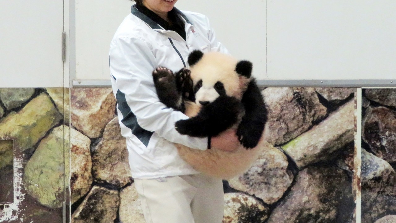 飼育員さんに抱えられて赤ちゃんパンダがやってきた♥ #パンダ #アドベン #アドベンチャーワールド