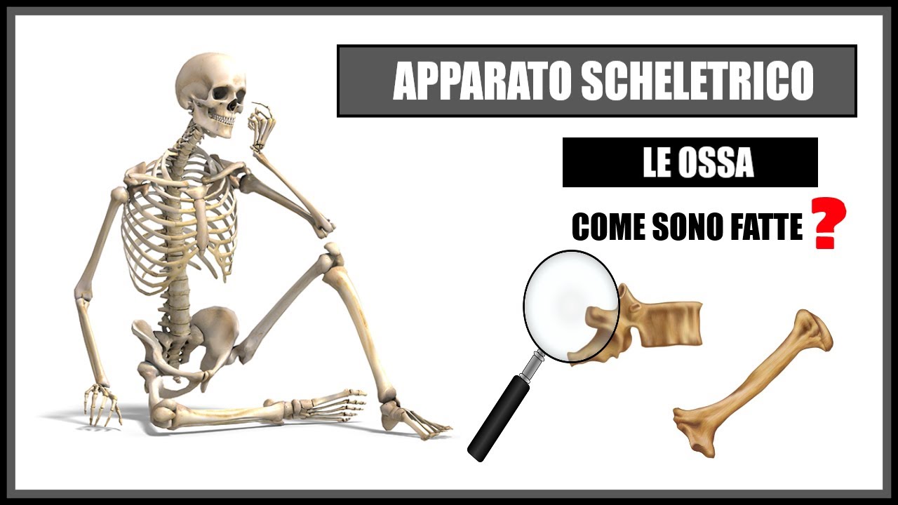 Corpo Umano -  Apparato Scheletrico: LE OSSA - Come sono fatte e come si classificano?