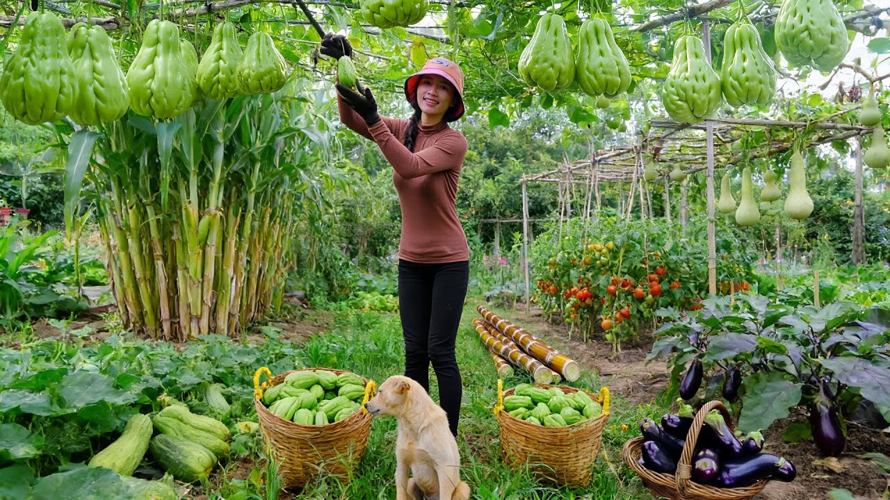 Harvest, Sell, Cook: Chayote, Sugarcane, Bottle Gourd, Tomatoes, Eggplant - Farm Life