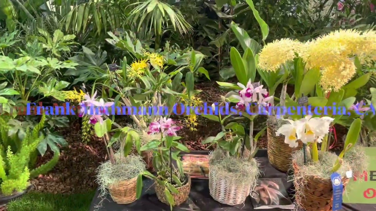 Santa Barbara International Orchid Show 2023