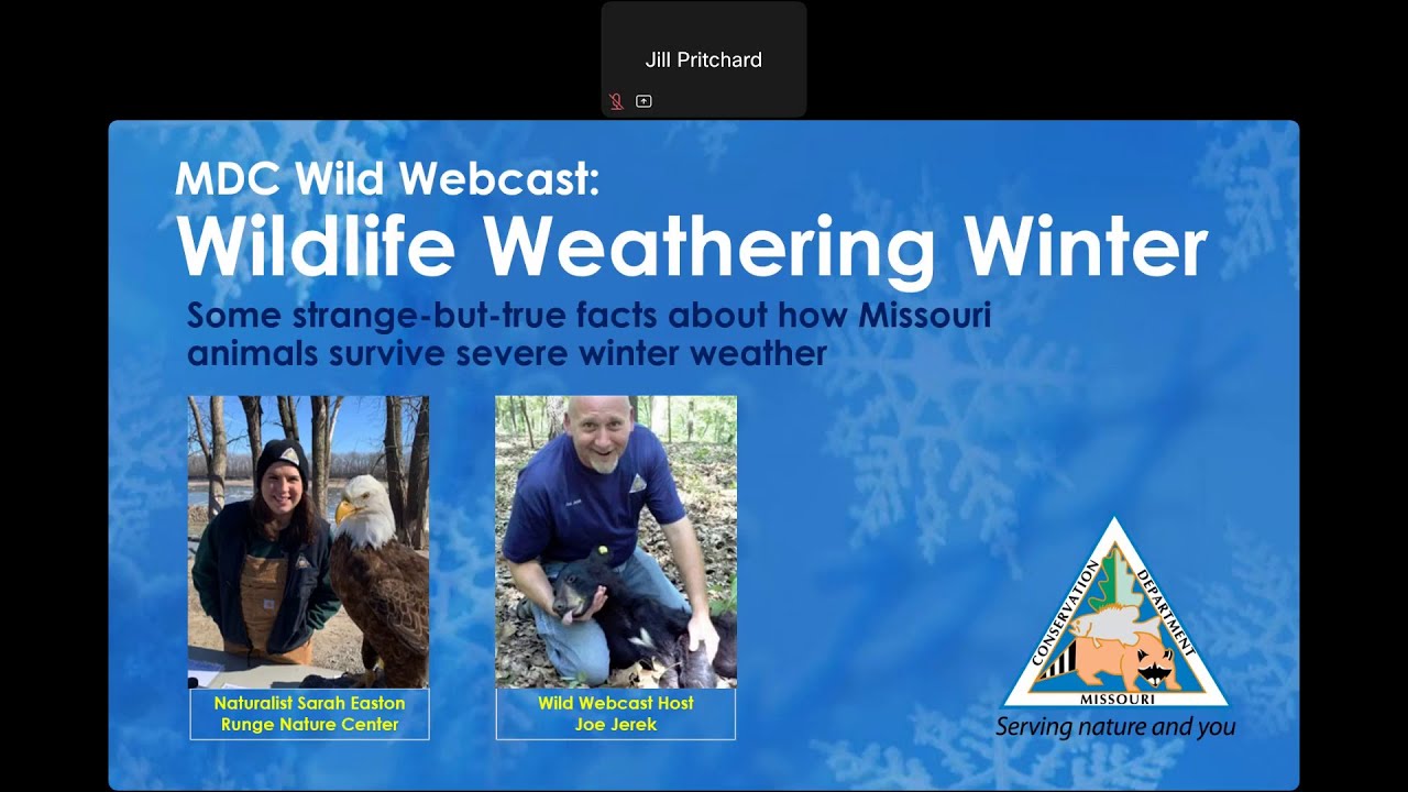 MDC Wild Webcast - Wildlife Weathering Winter -  December 17, 2025
