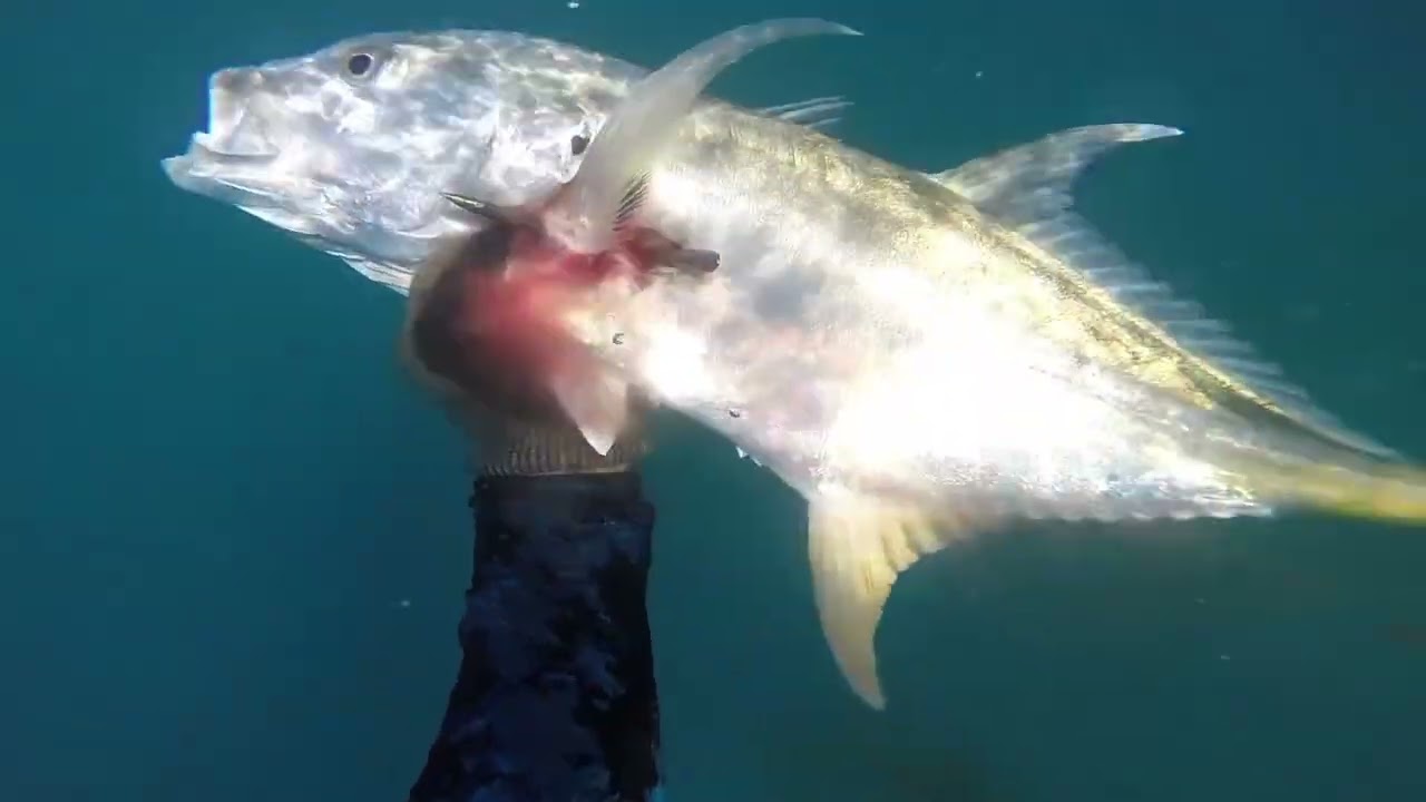 Começou a temporada 2026 Pesca Sub/spearfishing/Brasil, Sergipe 