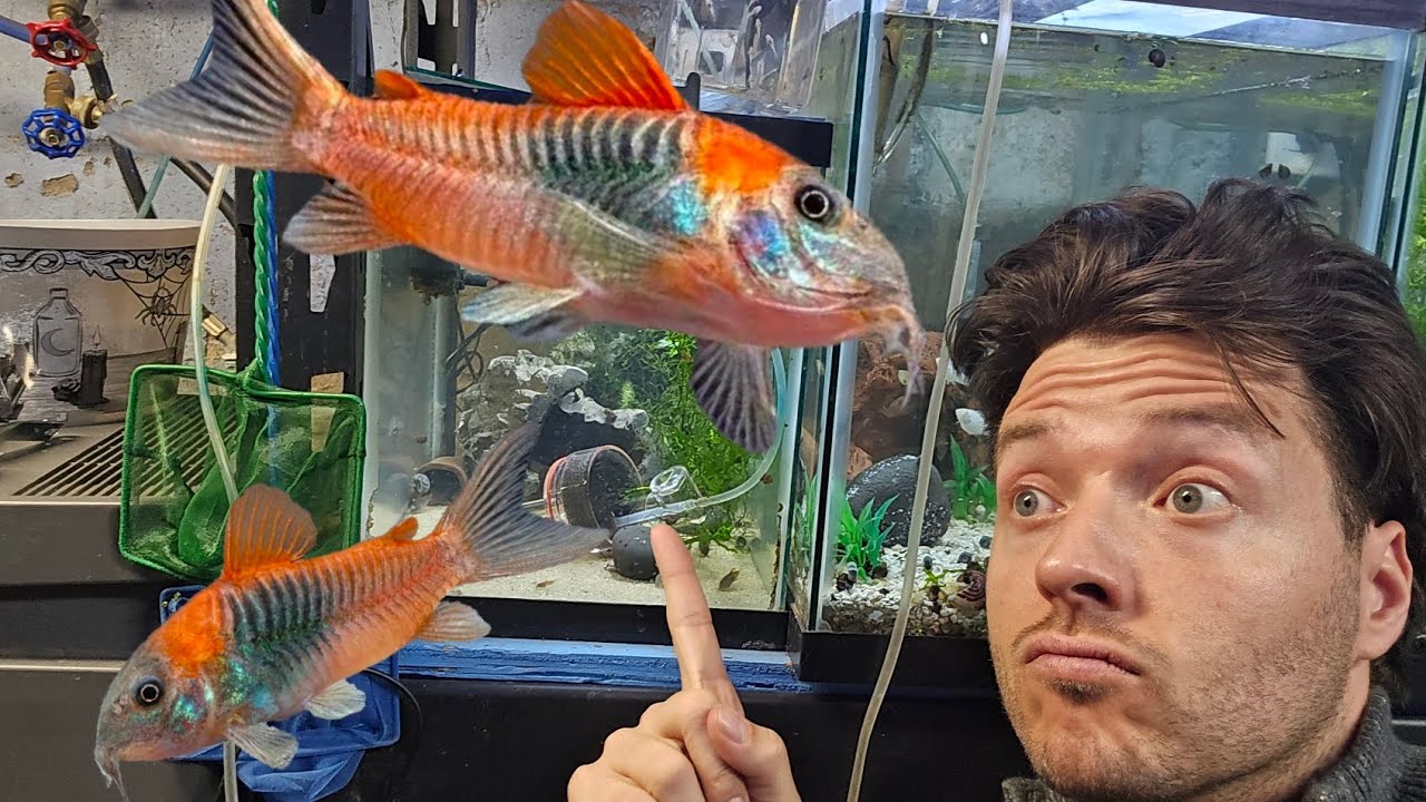 1 simple trick to breed your cories (orange Venezuelan)