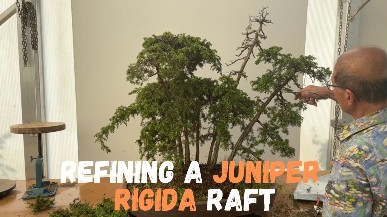 Refining Juniper Rigida Raft