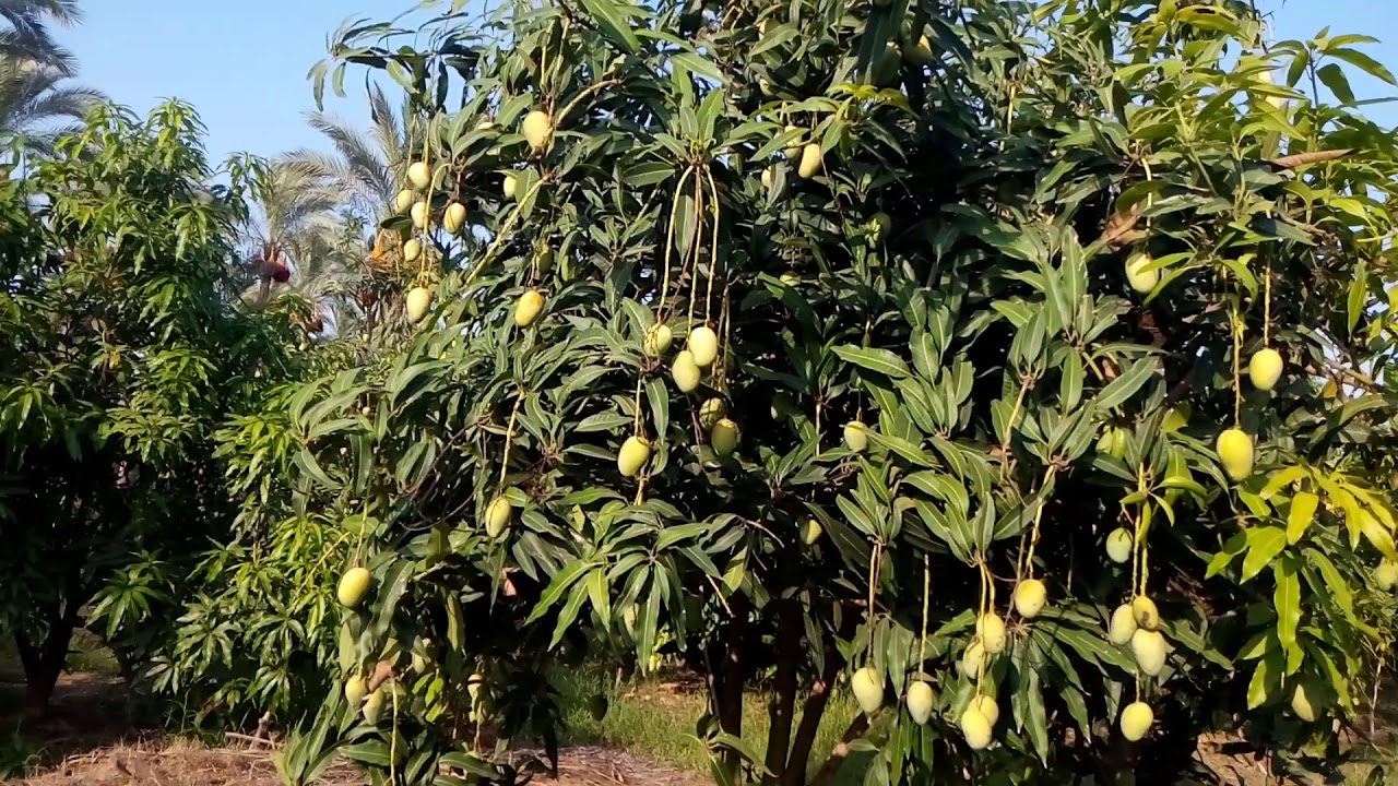 الجحراوى 2