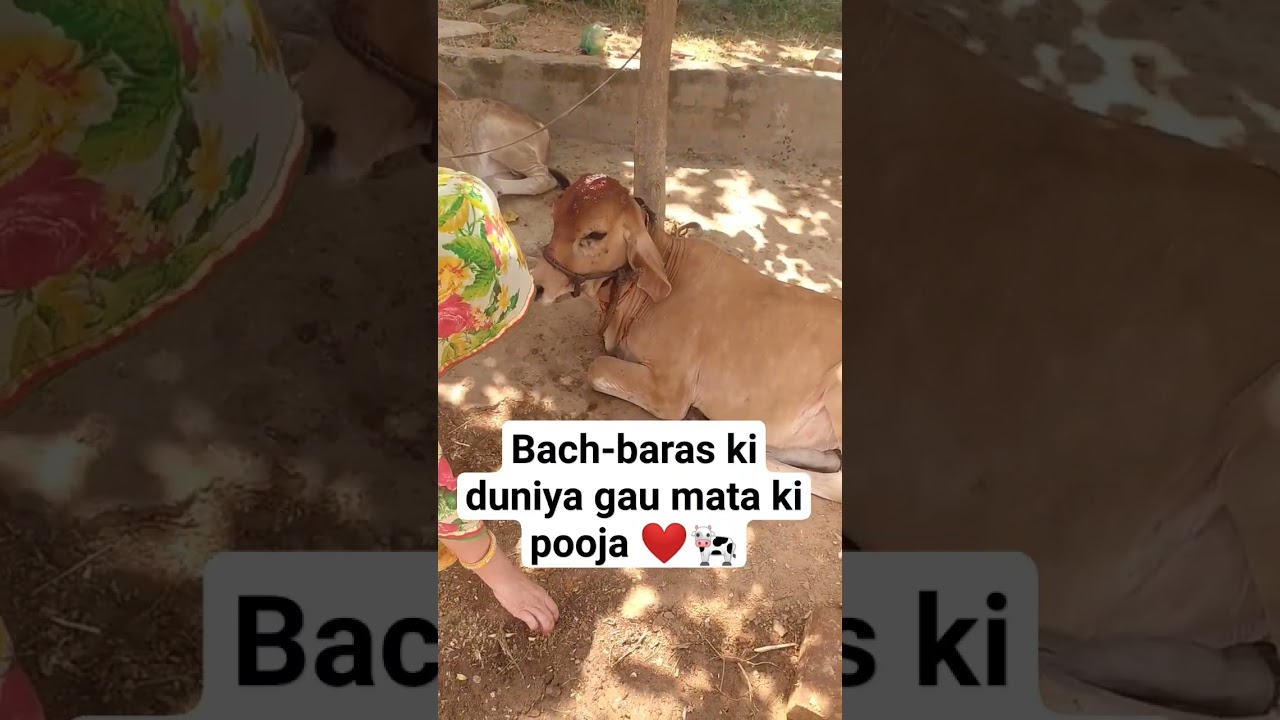 Happy bach baras to everyone ❤️🙏 #bachbrass  #gaumata #shorts #viral