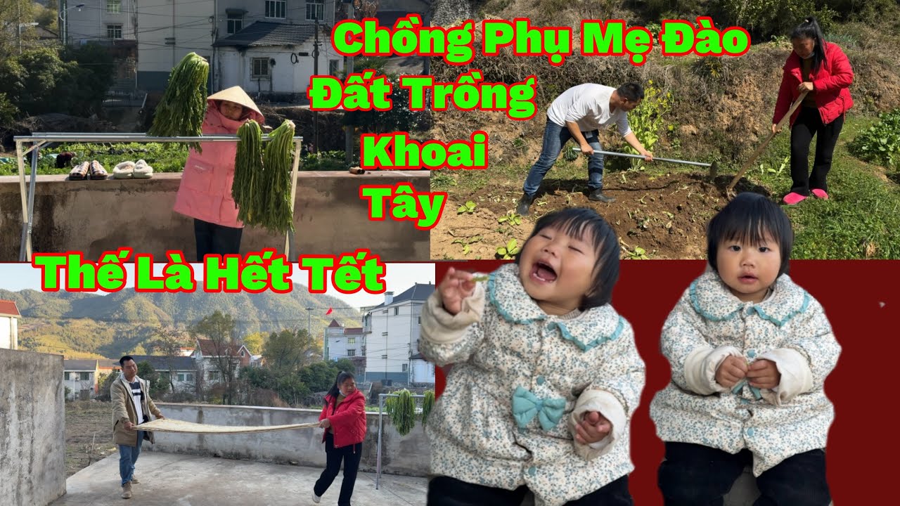 275🇨🇳🇻🇳Hết Tết Rồi,Chồng Con Tranh Thủ Đào Đất Phụ Mẹ Trồng Khoai Tây Để Vài Bữa Nữa Đi Làm Rồi 