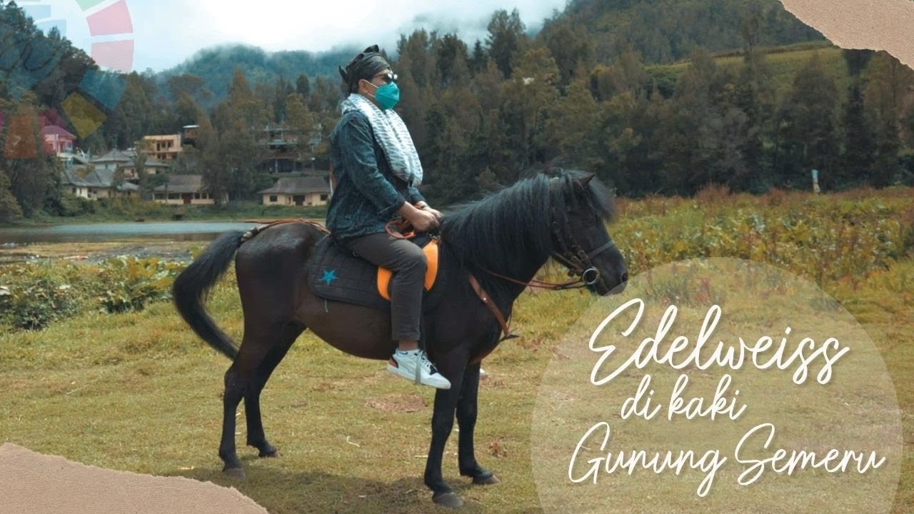 Kearifan Lokal Modal Pembangunan Desa Ranupani - Edelweiss di Kaki Semeru