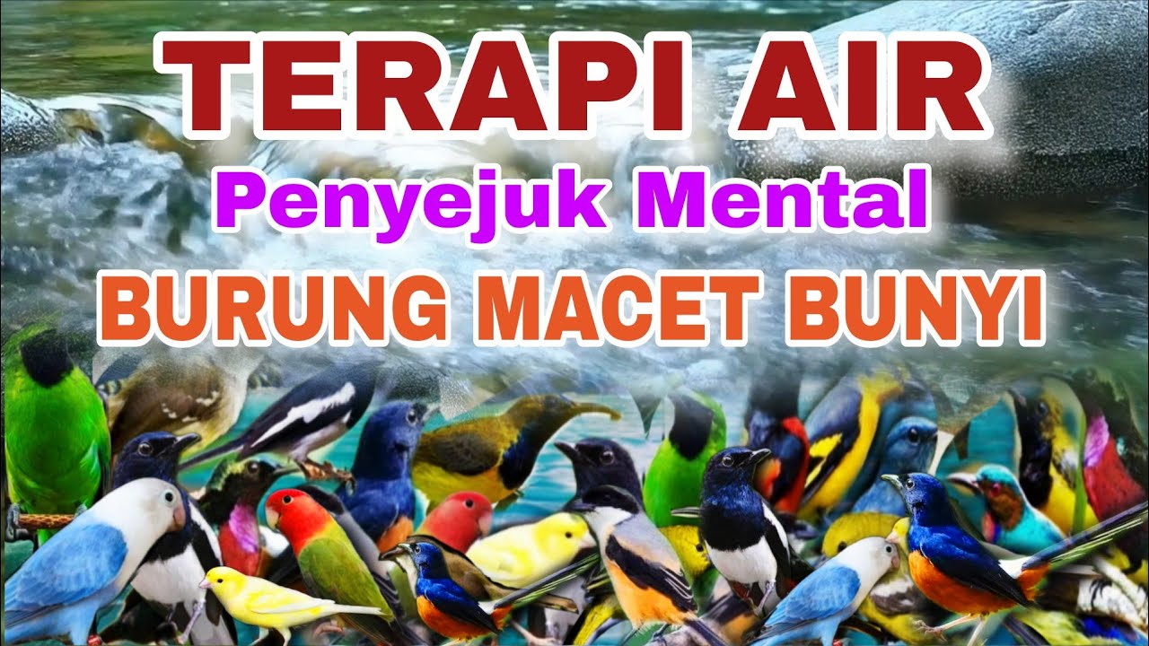 SUARA AIR ALAM PENYEJUK MENTAL BURUNG MACET BUNYI, TERAPI AIR UNTUK SEMUA JENIS BURUNG MACET BUNYI
