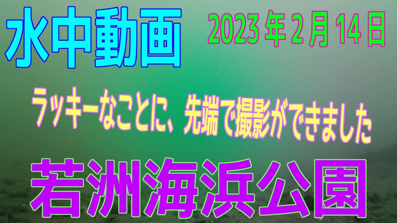 水中動画（2023年2月14日）in 若洲海浜公園