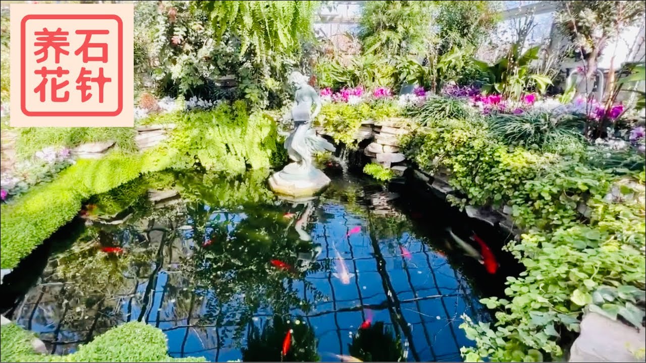 三月闲逛温室 - Allan Gardens - 水塘，茶花，素馨花