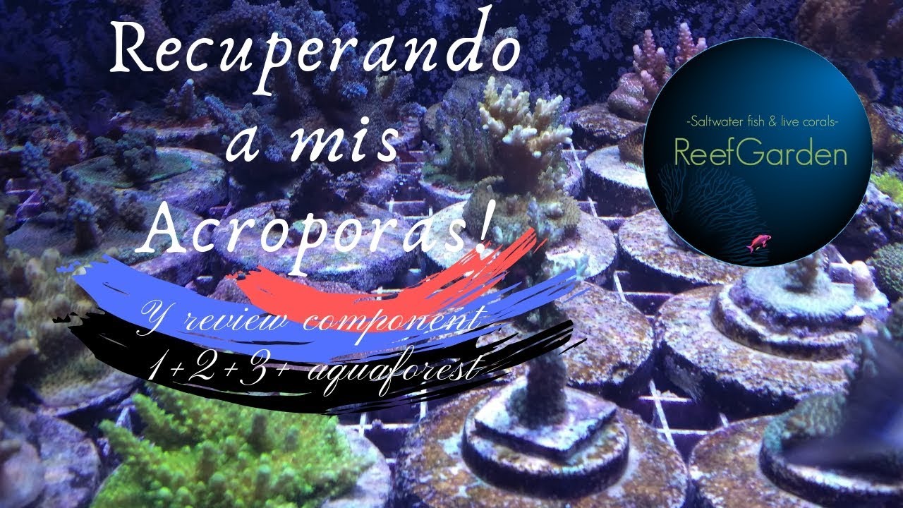 Recuperando color en acroporas y una pequeña review de aquaforest