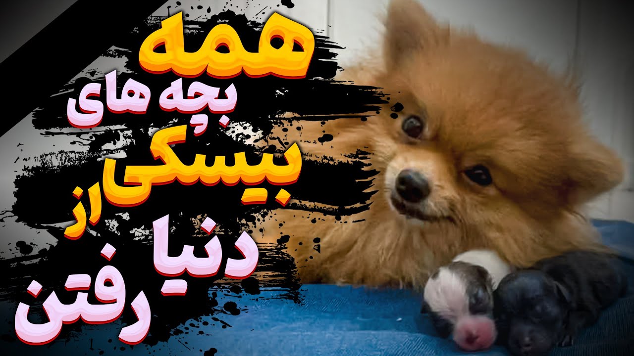 : همه بچه های بیسکی از دنیا رفتن🖤