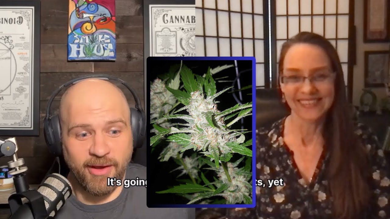 Hermaphrodite Cannabis Plants - Janna Champagne