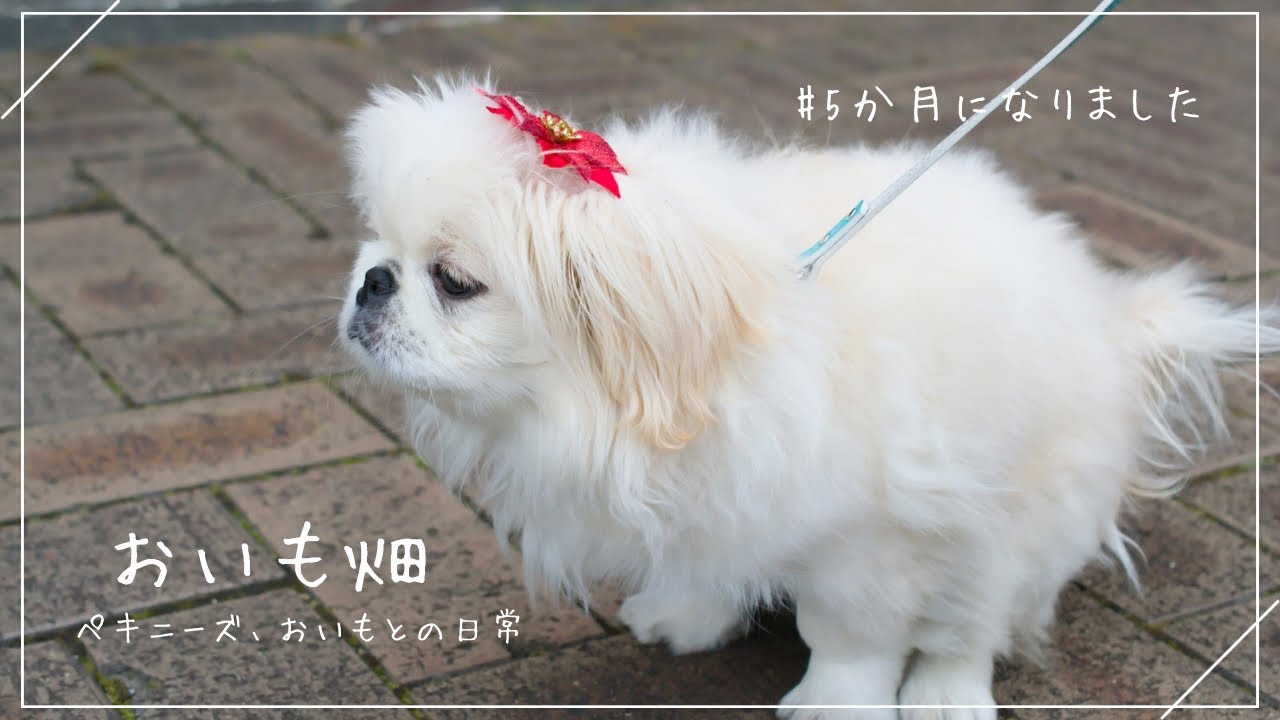 ☀️おいも、5ヶ月をむかえ頭からお花が咲きました | ペキニーズのおいも