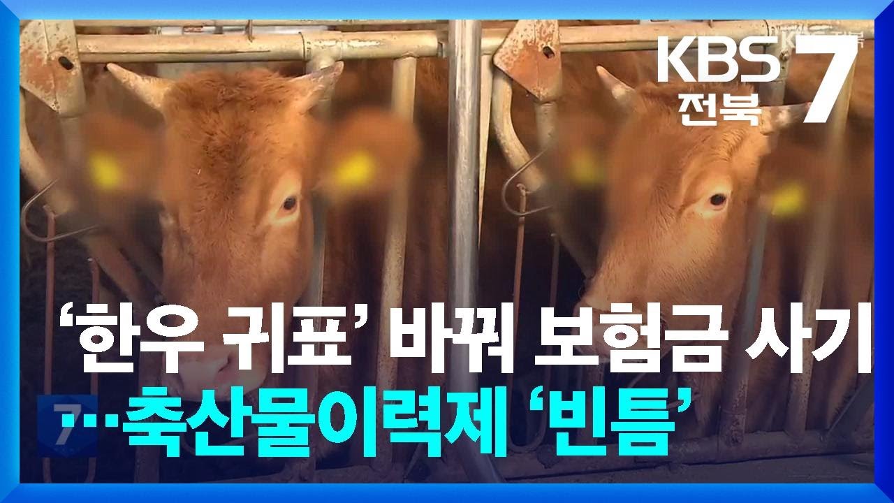 &lsquo;한우 귀표&rsquo; 바꿔 보험금 사기&hellip;축산물이력제 &lsquo;빈틈&rsquo; / KBS  2026.05.06.