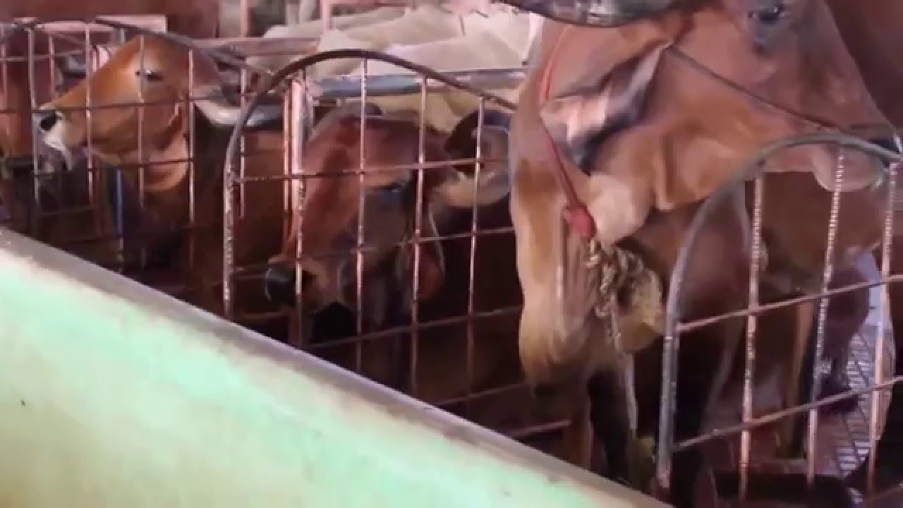About Gokulam Goshala - Govindapuram, Tamil Nadu | Goseva | Gir Cows