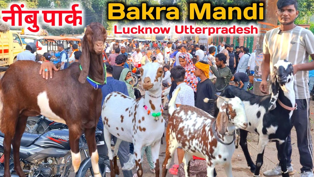 Sunday नींबु पार्क बकरा मंडी 🎉💥 |19 oct 25 |Lucknow Nimbu park bakra mandi up