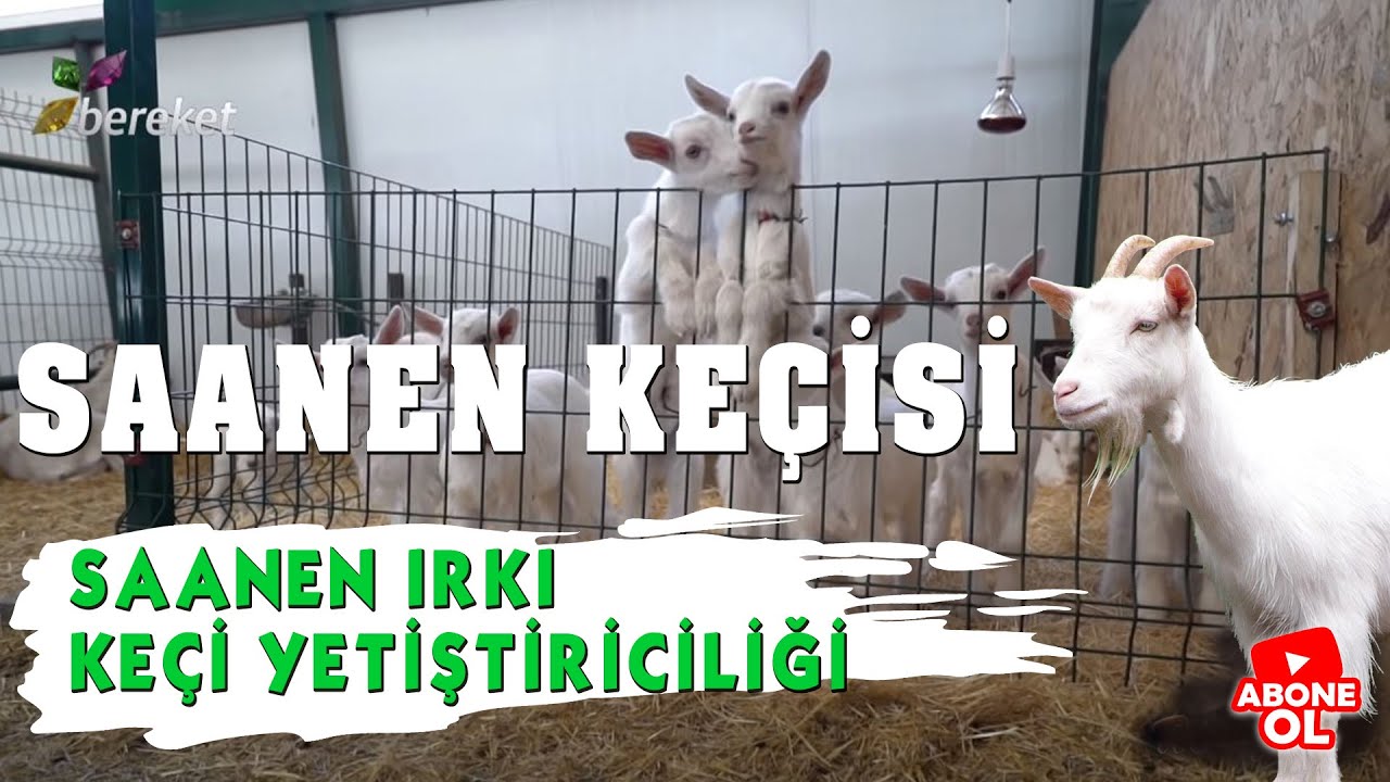 Hayvancılık Eğitim - Saanen Irkı Keçi Yetiştiriciliği