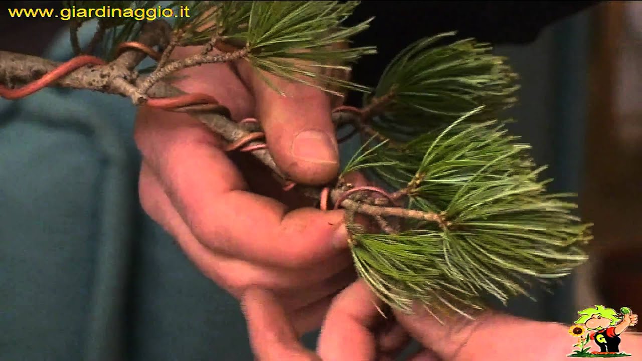 Bonsai: applicazione del filo metallico