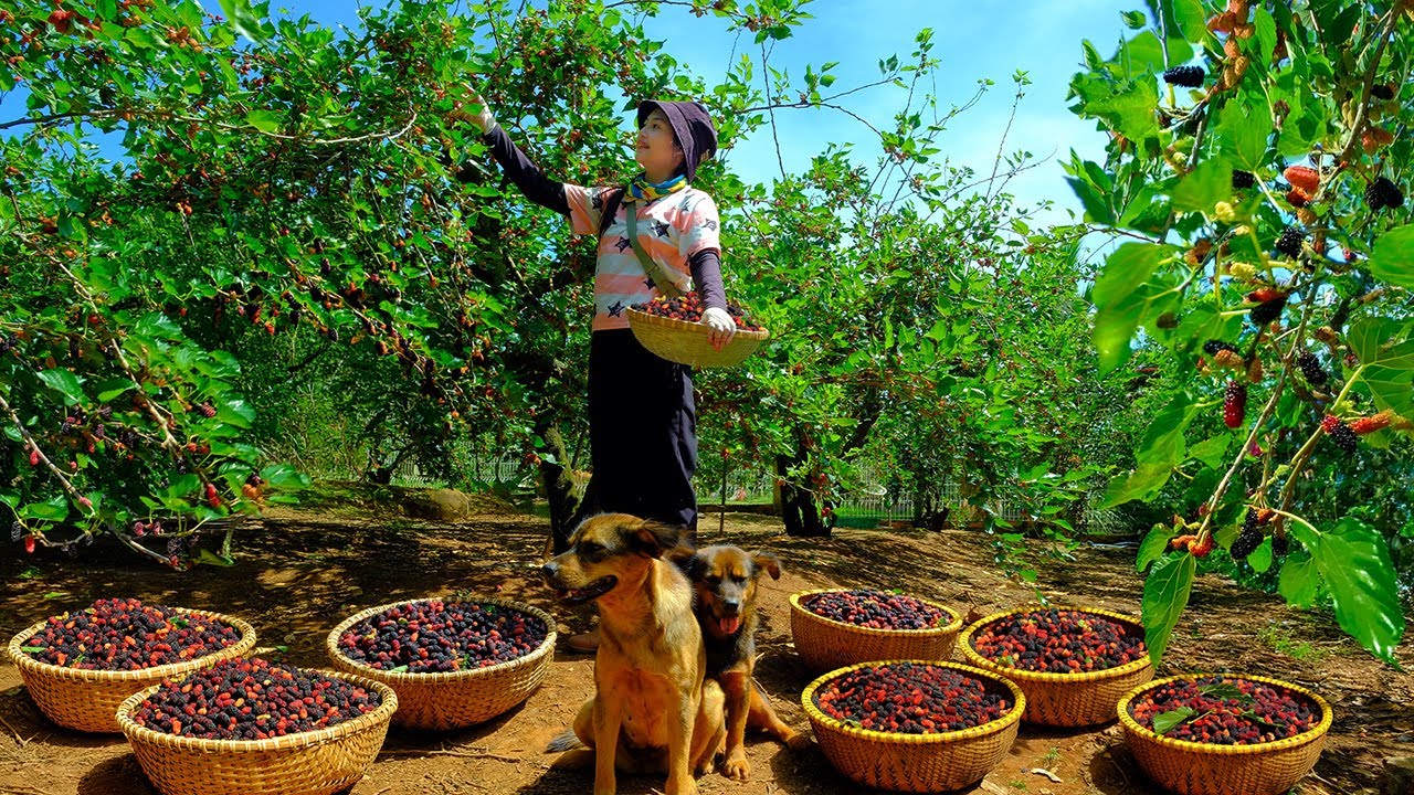 Harvesting Mulberries To Sell At The Market, Pick Mustard For Chickens, Ducks, Plant New Vegetables.
